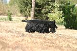 SCOTTISH TERRIER 266